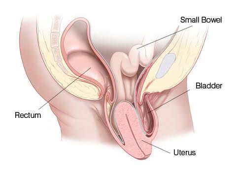 Genital Prolapse | Chapter 17 | Midwifery For Diploma In Nursing
