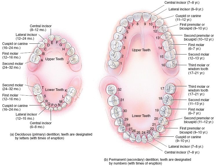 Concept about Teeth | CHAPTER 3 | Anatomy and Physiology
