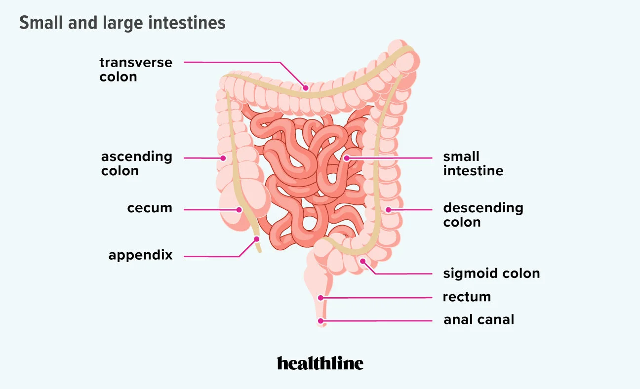 The intestine | CHAPTER 3 | Anatomy and Physiology