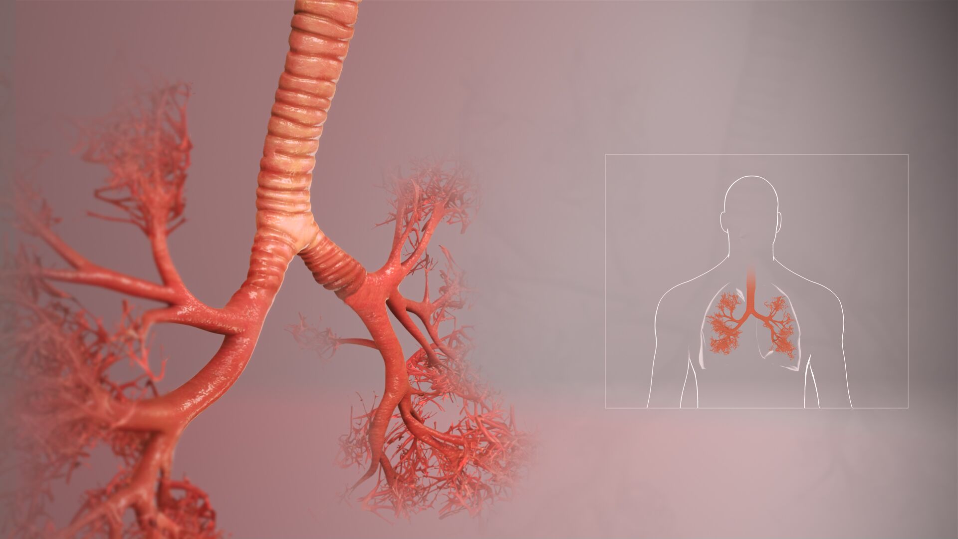 The tracheobronchial tree | CHAPTER 4 | Anatomy and Physiology