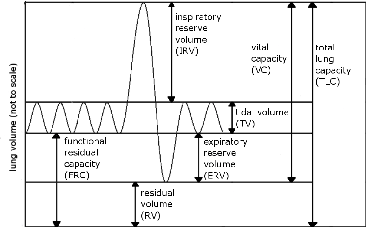Muscles of respiration | CHAPTER 4 | Anatomy and Physiology
