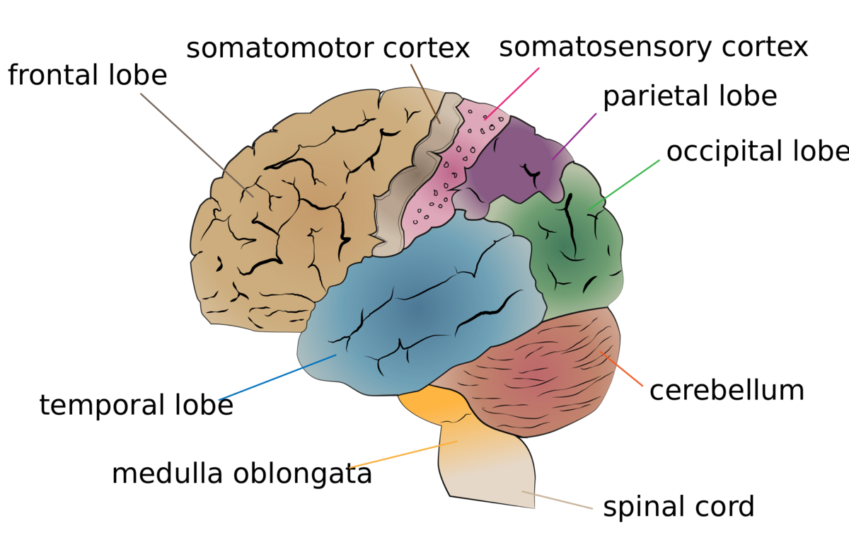 Concept about Brain | CHAPTER 7 | Anatomy and Physiology