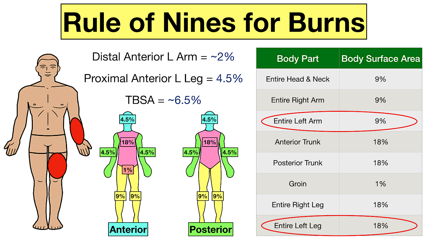 The rule of nine | CHAPTER 11 | Anatomy and Physiology