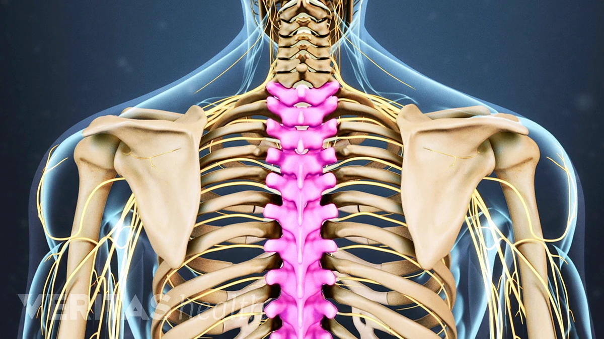 Spinal cord and spinal nerves | CHAPTER 7 | Anatomy and Physiology