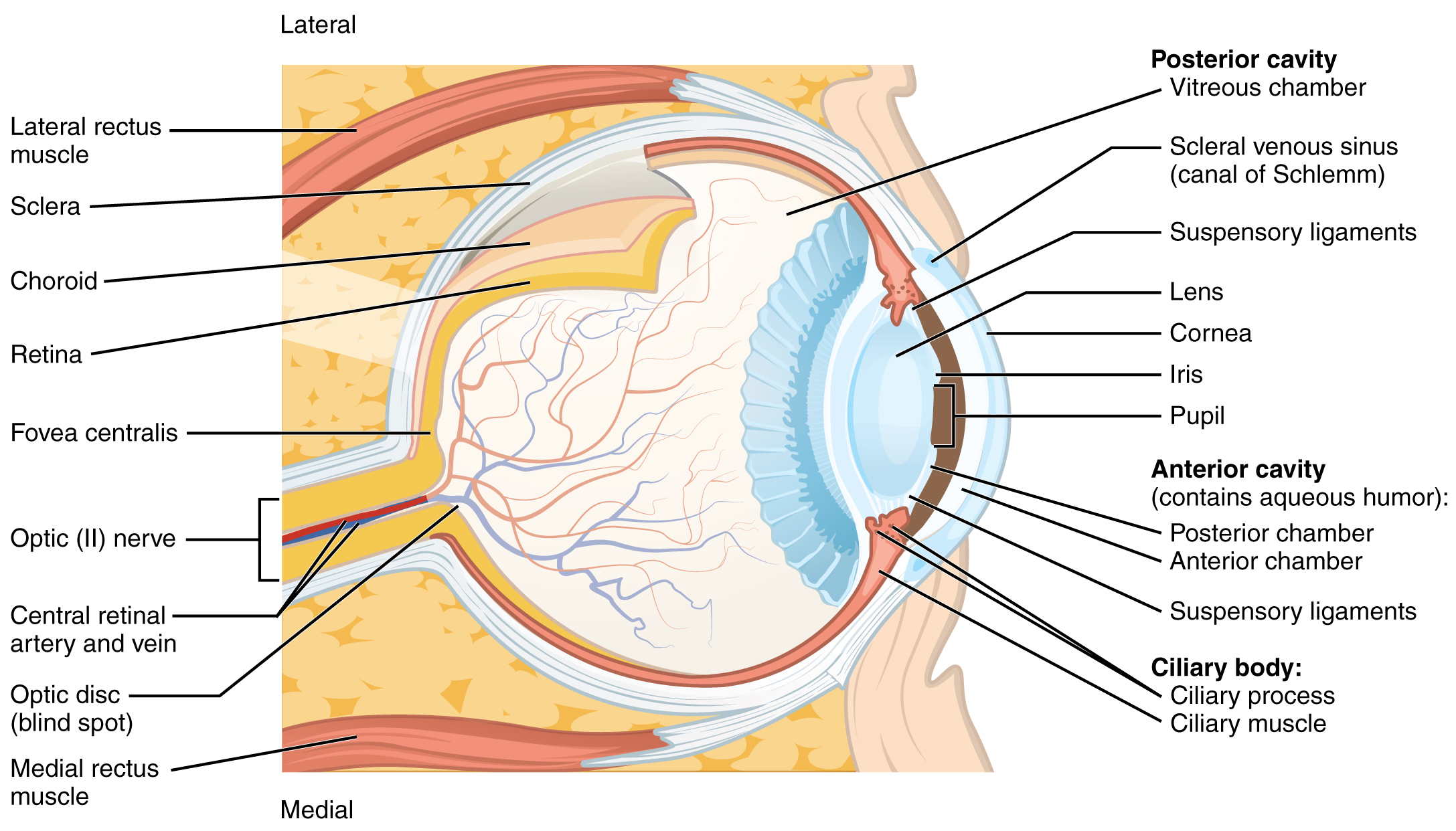 Concept about Tear | CHAPTER 10 | Anatomy and Physiology