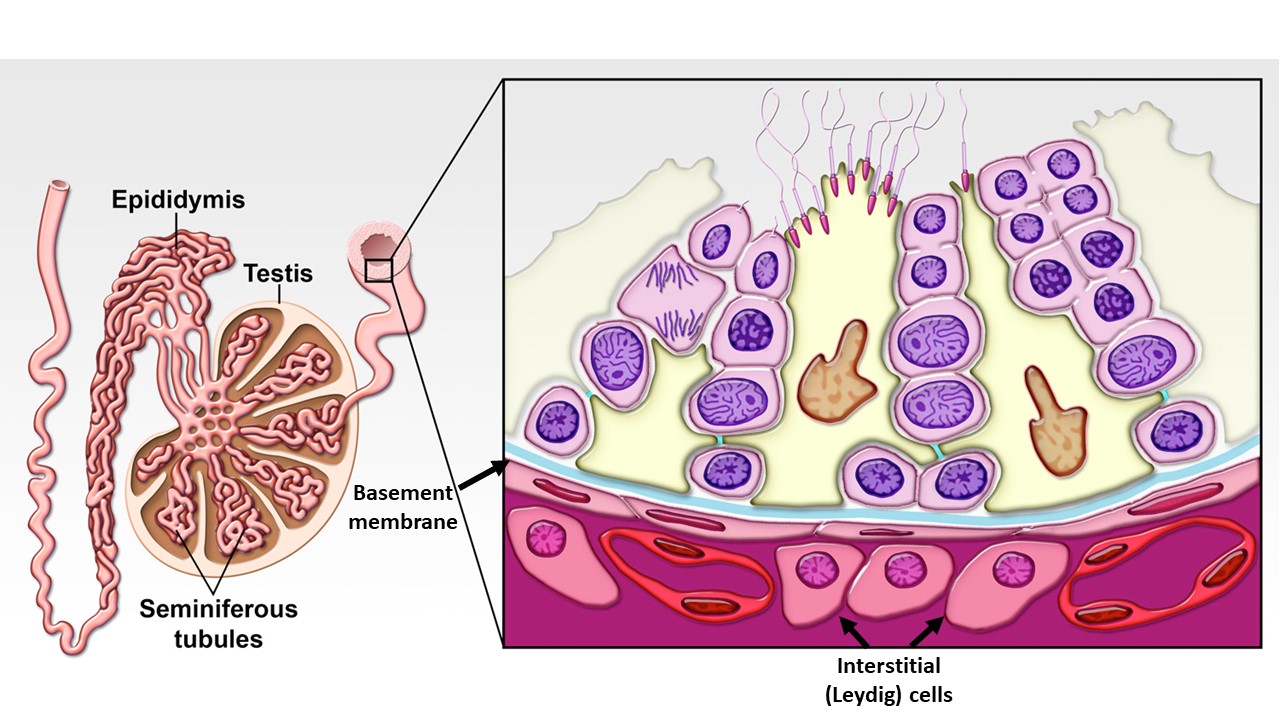 Testes or the male gonads | CHAPTER 9 | Anatomy and Physiology