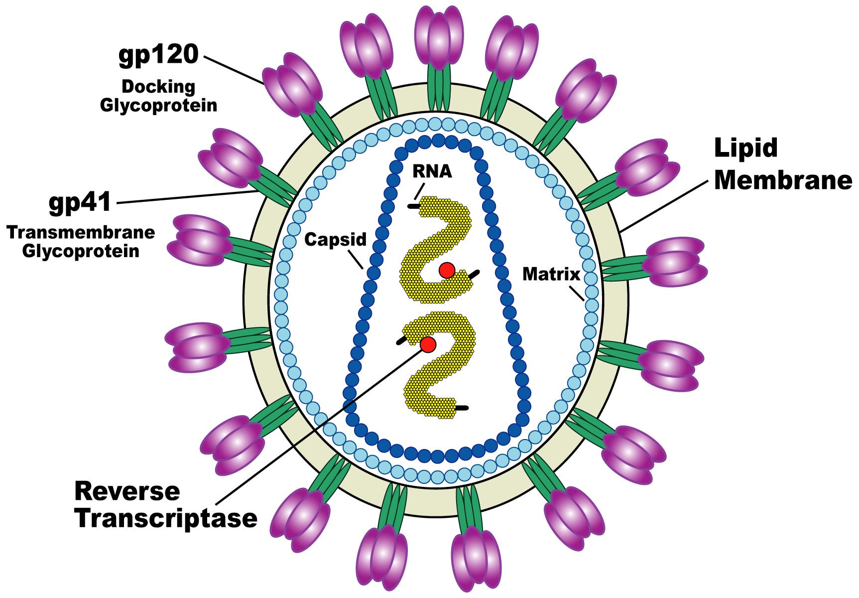 Concept about AIDS | CHAPTER 13 | Pediatric Nursing