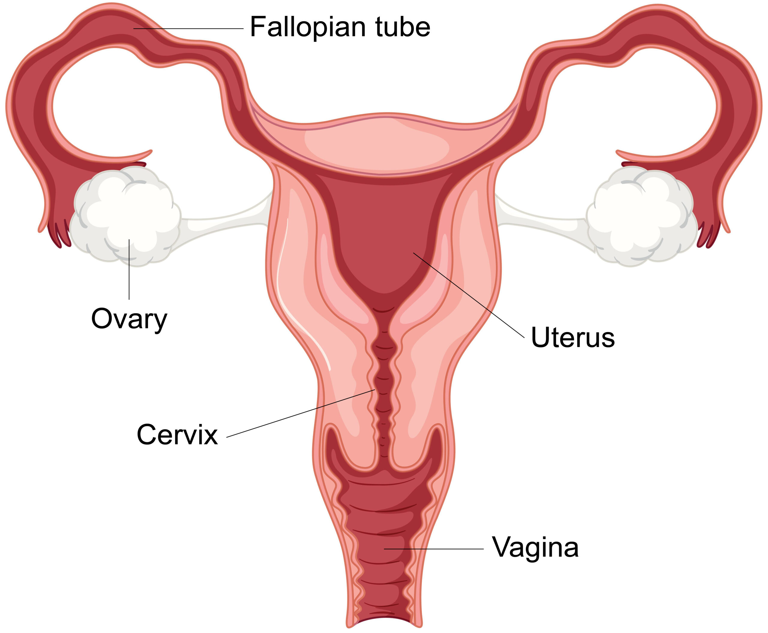 Cervical cancer screening