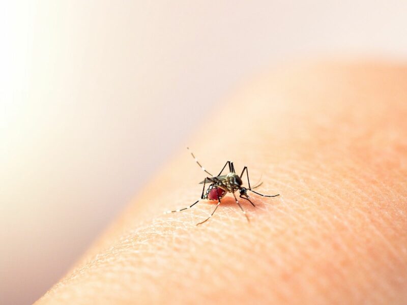 Dengue Fever