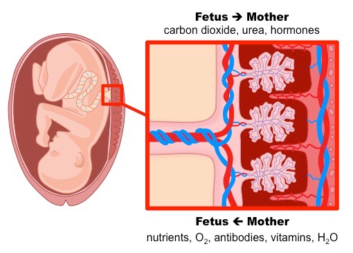 Definition of Placenta | CHAPTER 9 | Anatomy and Physiology