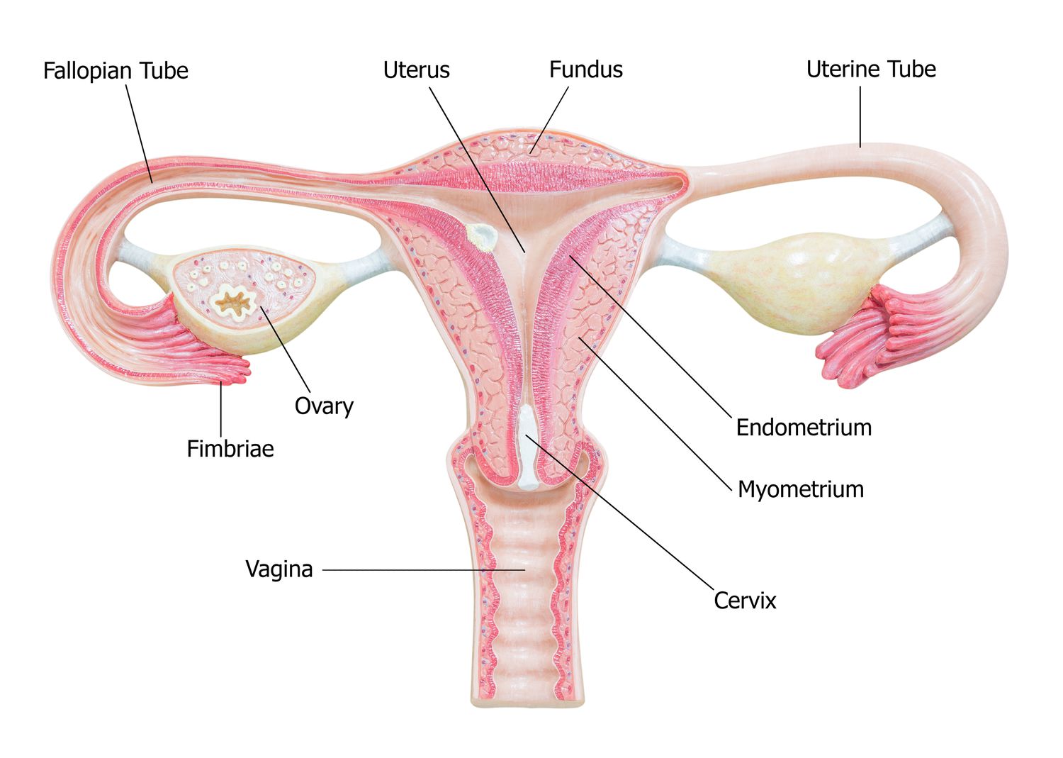 Ovary and fallopian tube | CHAPTER 9 | Anatomy and Physiology