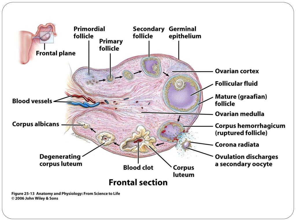 Ovary and fallopian tube | CHAPTER 9 | Anatomy and Physiology