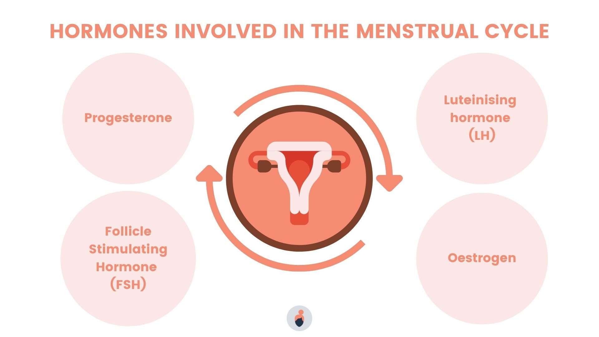 Hormones responsible for menstrual cycle | CHAPTER 9 | Anatomy and Physiology