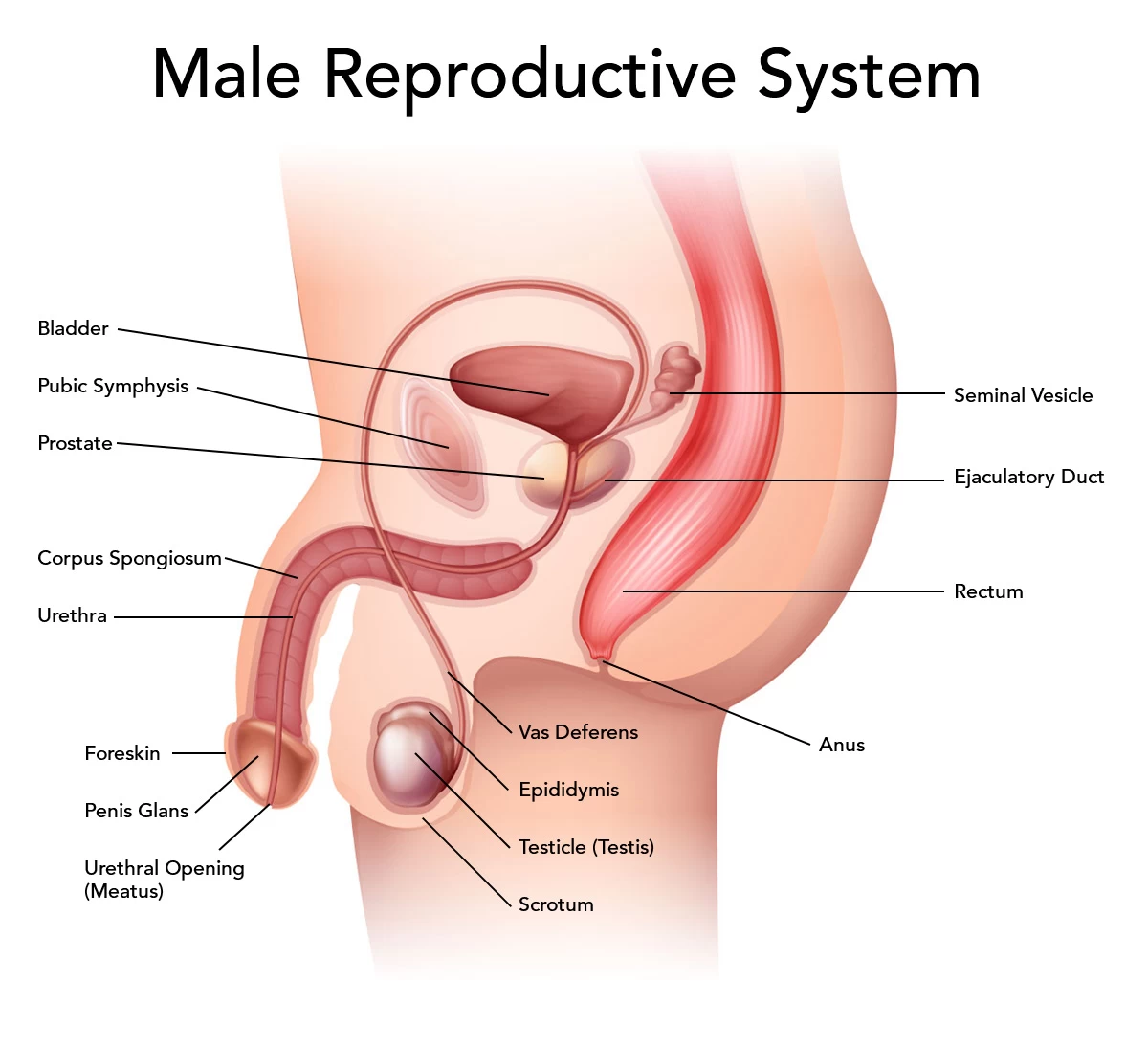 Male genital organs | CHAPTER 9 | Anatomy and Physiology