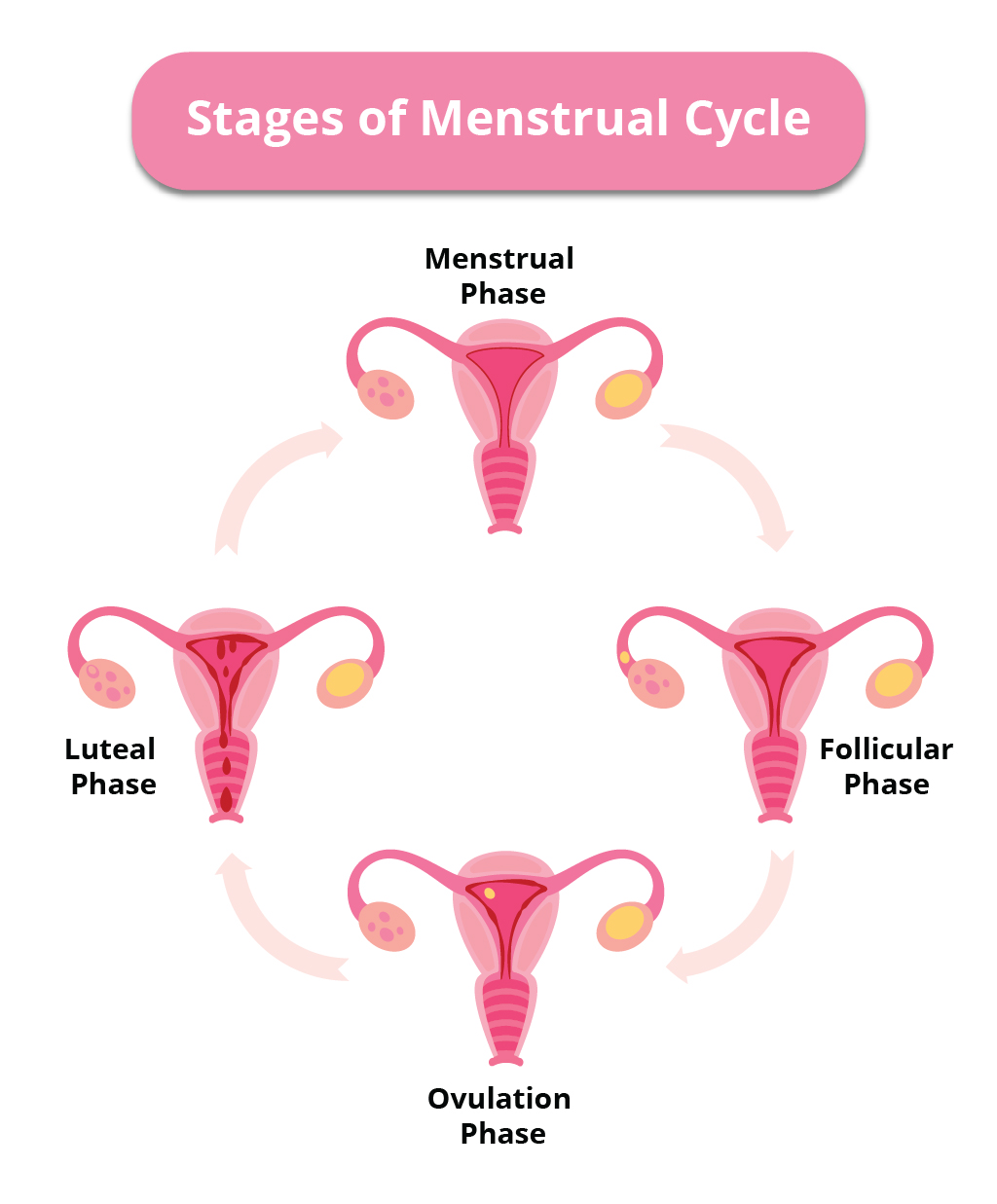 Menstruation and different phases of Menstrual cycle | CHAPTER 9 | Anatomy and Physiology