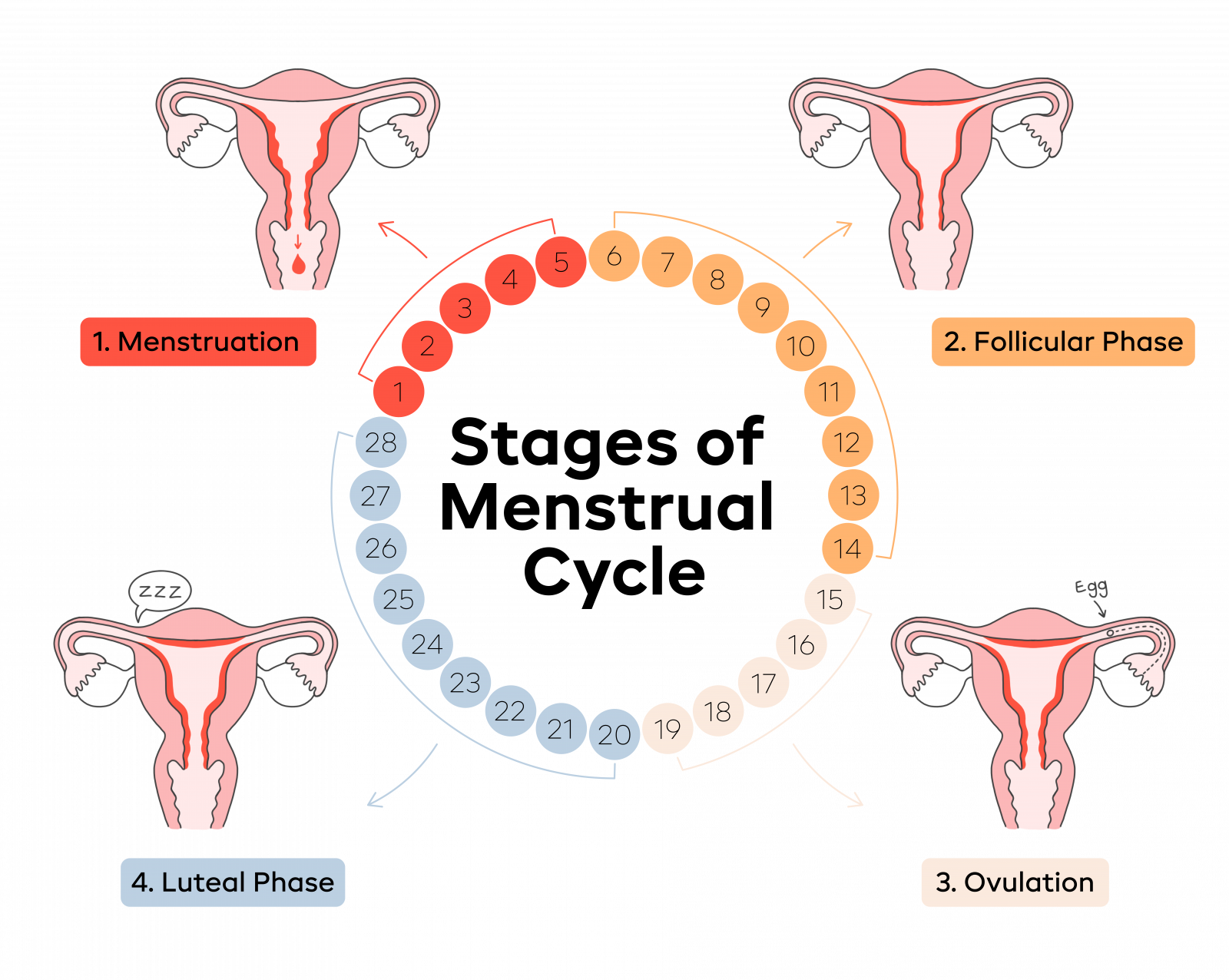Menstruation and different phases of Menstrual cycle | CHAPTER 9 | Anatomy and Physiology