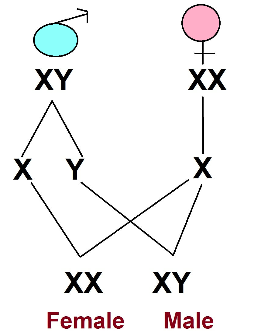 Sex determination in human | CHAPTER 9 | Anatomy and Physiology