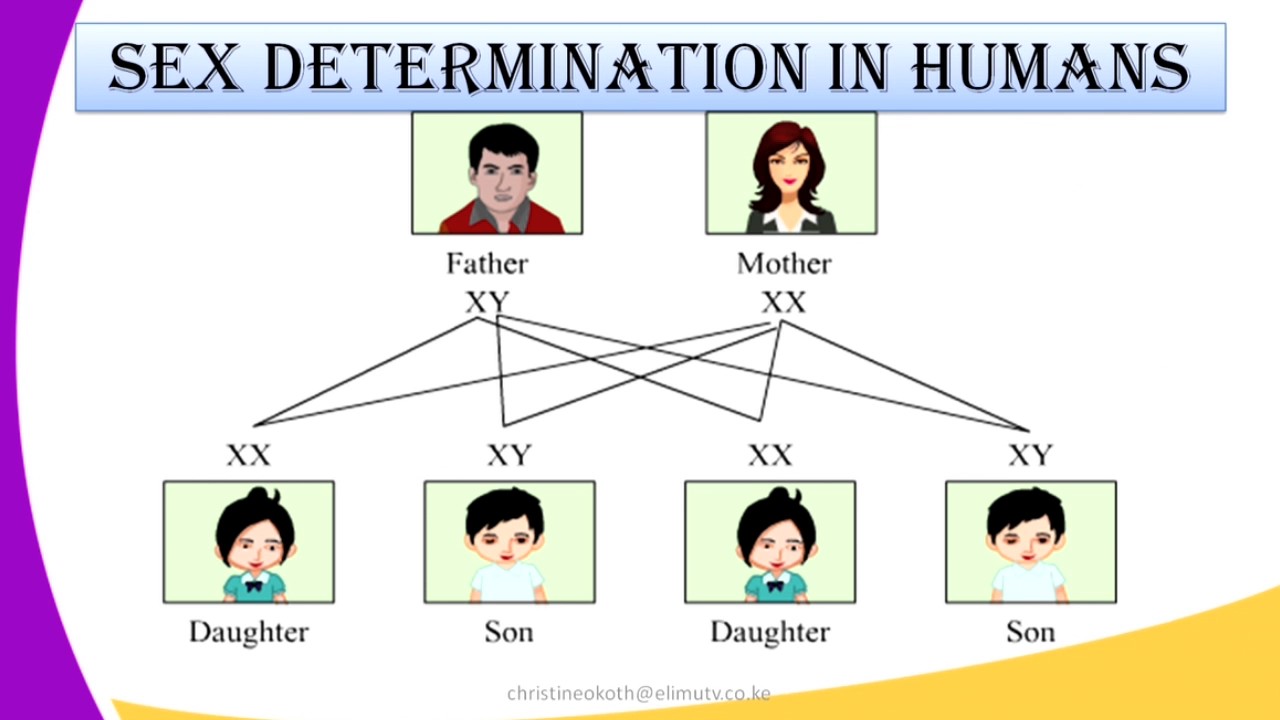 Sex determination in human | CHAPTER 9 | Anatomy and Physiology