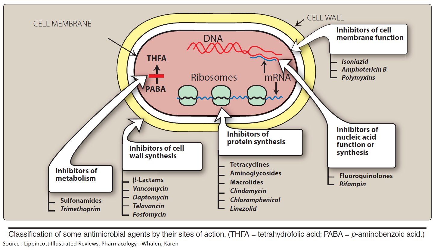 Fig: Site of antimicrobial actions