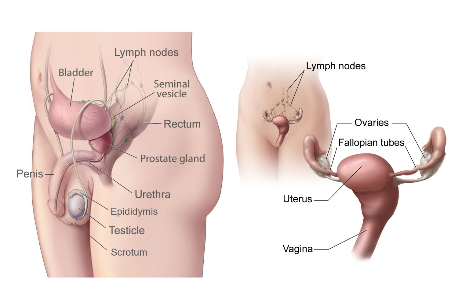Testes or the male gonads | CHAPTER 9 | Anatomy and Physiology