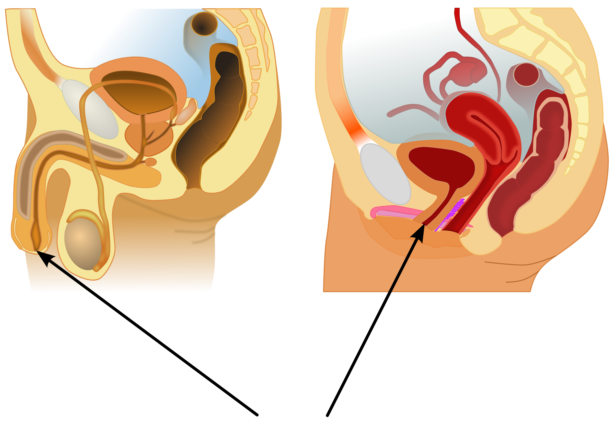 Urethra, urethra compare in males and females | CHAPTER 8 | Anatomy and Physiology