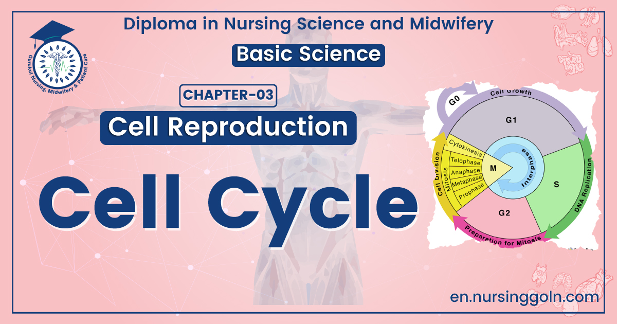 Cell Cycle