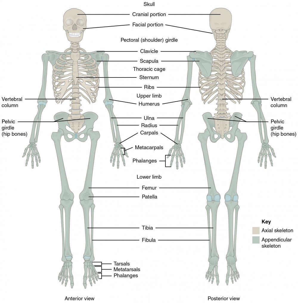 Concept of Skeleton | CHAPTER 2 | Anatomy and physiology