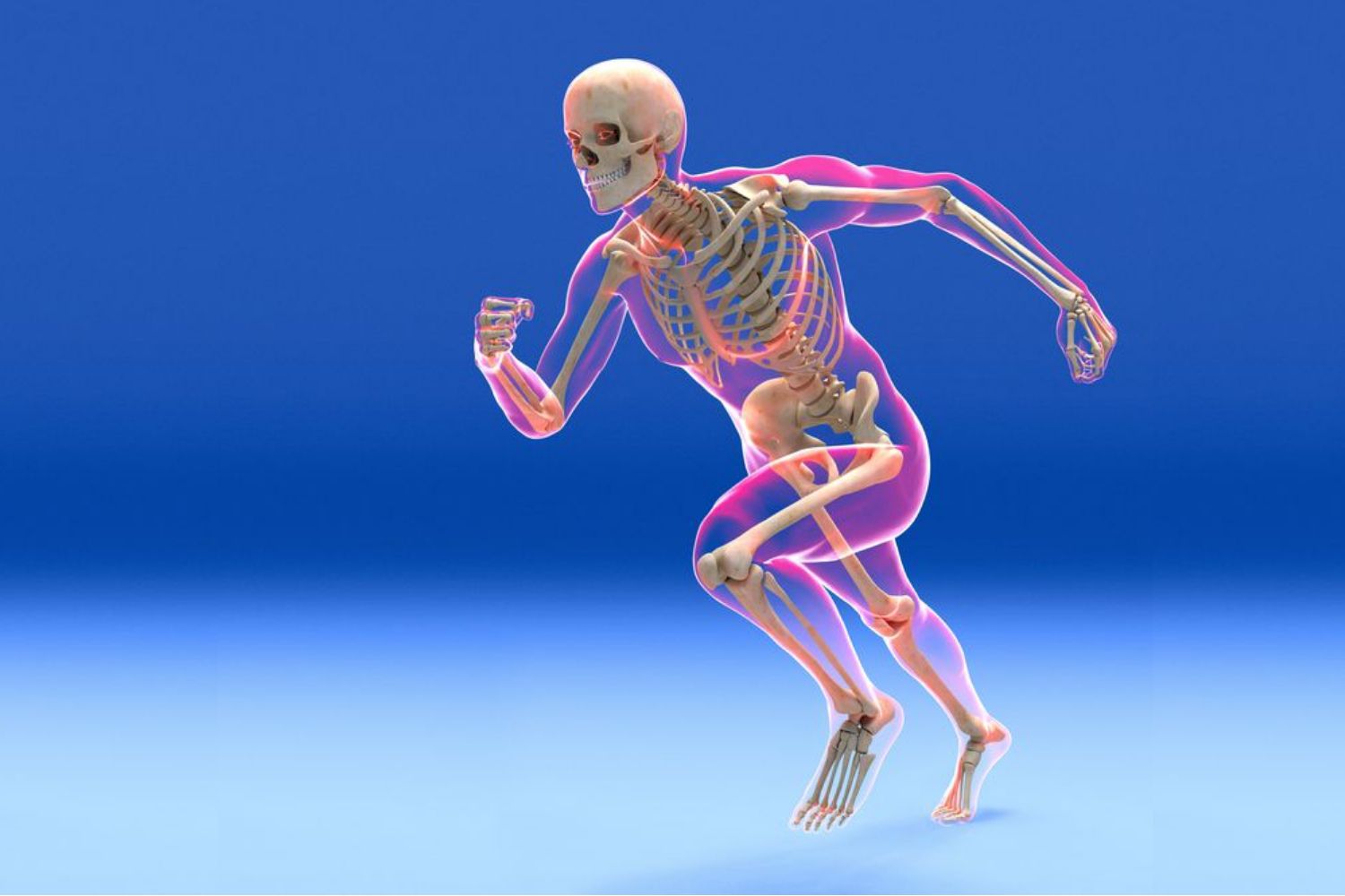 Bone and classification, functions of bone | CHAPTER 2 | Anatomy and Physiology