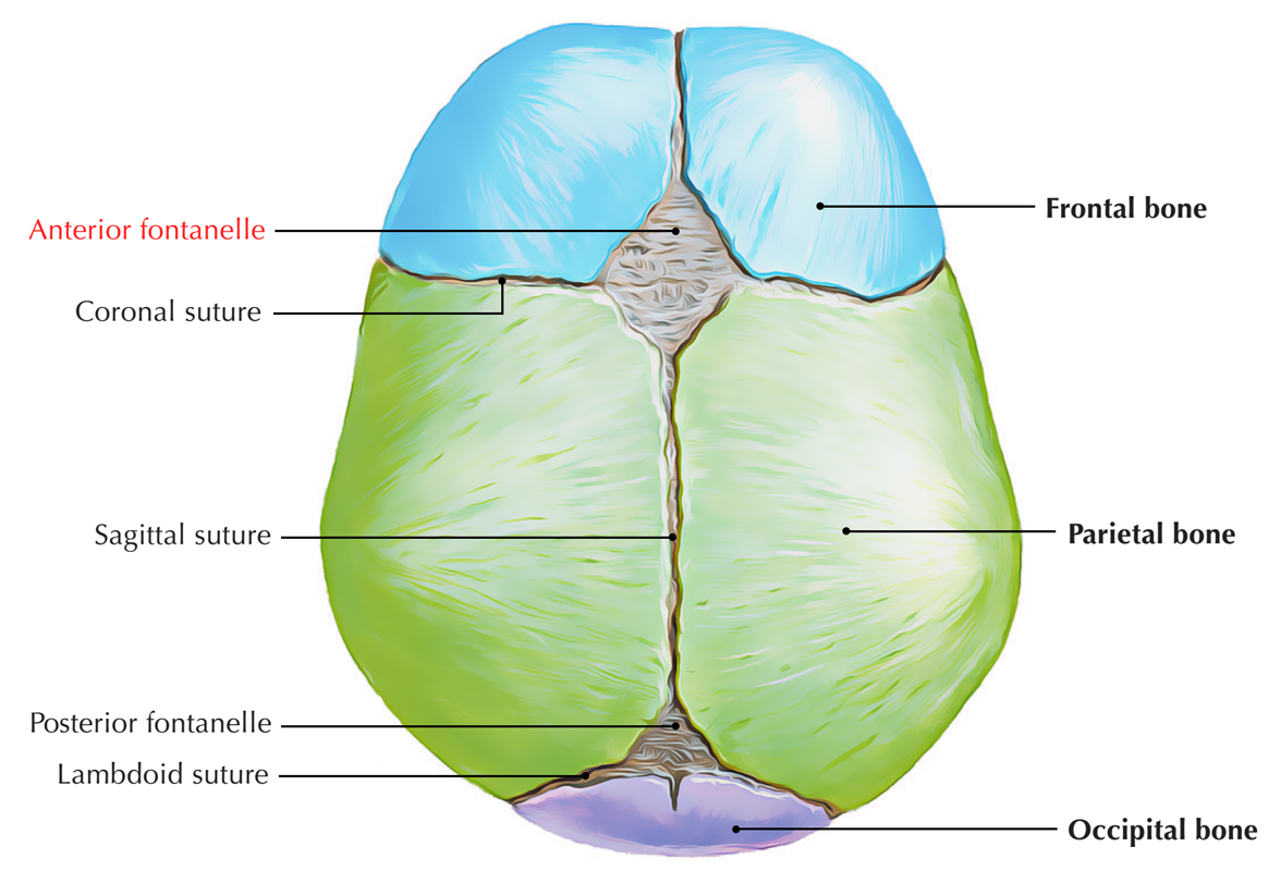 Concept about Fontanelle | CHAPTER 2 | Anatomy and Physiology