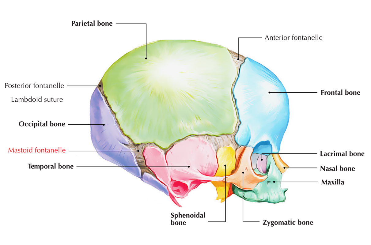 Skull and facial bones | CHAPTER 2 | Anatomy and Physiology