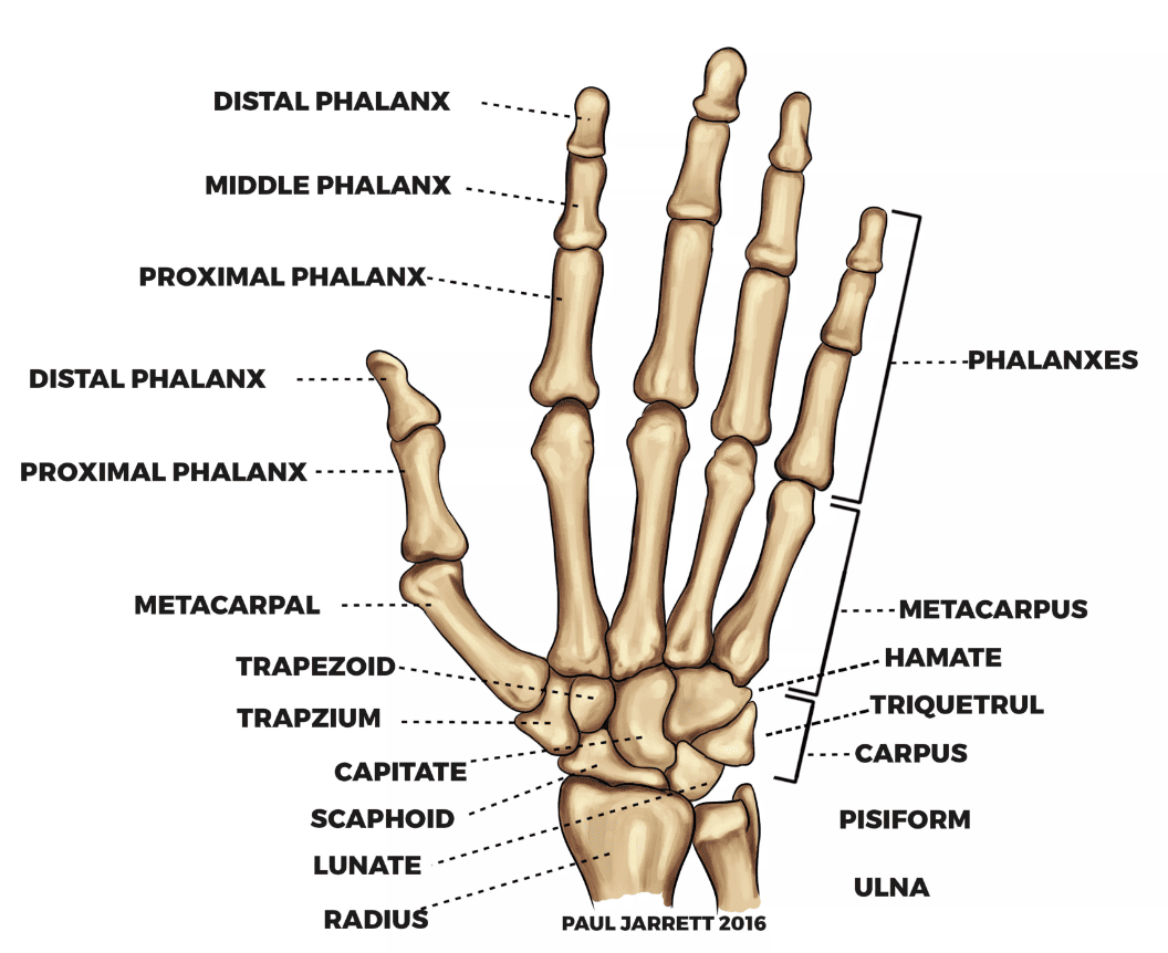 The humerus | CHAPTER 2 | Anatomy and Physiology