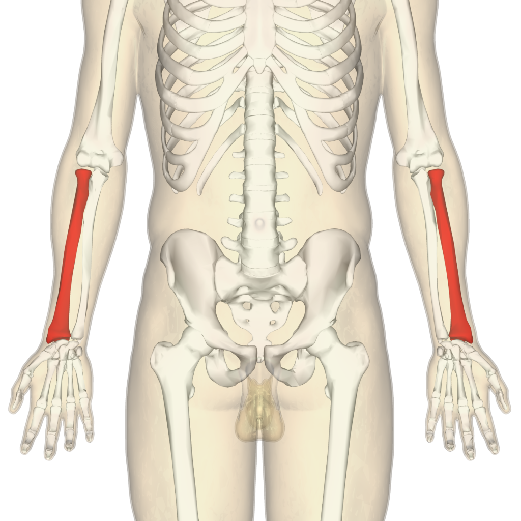 Radius and ulna | CHAPTER 2 | Anatomy and Physiology