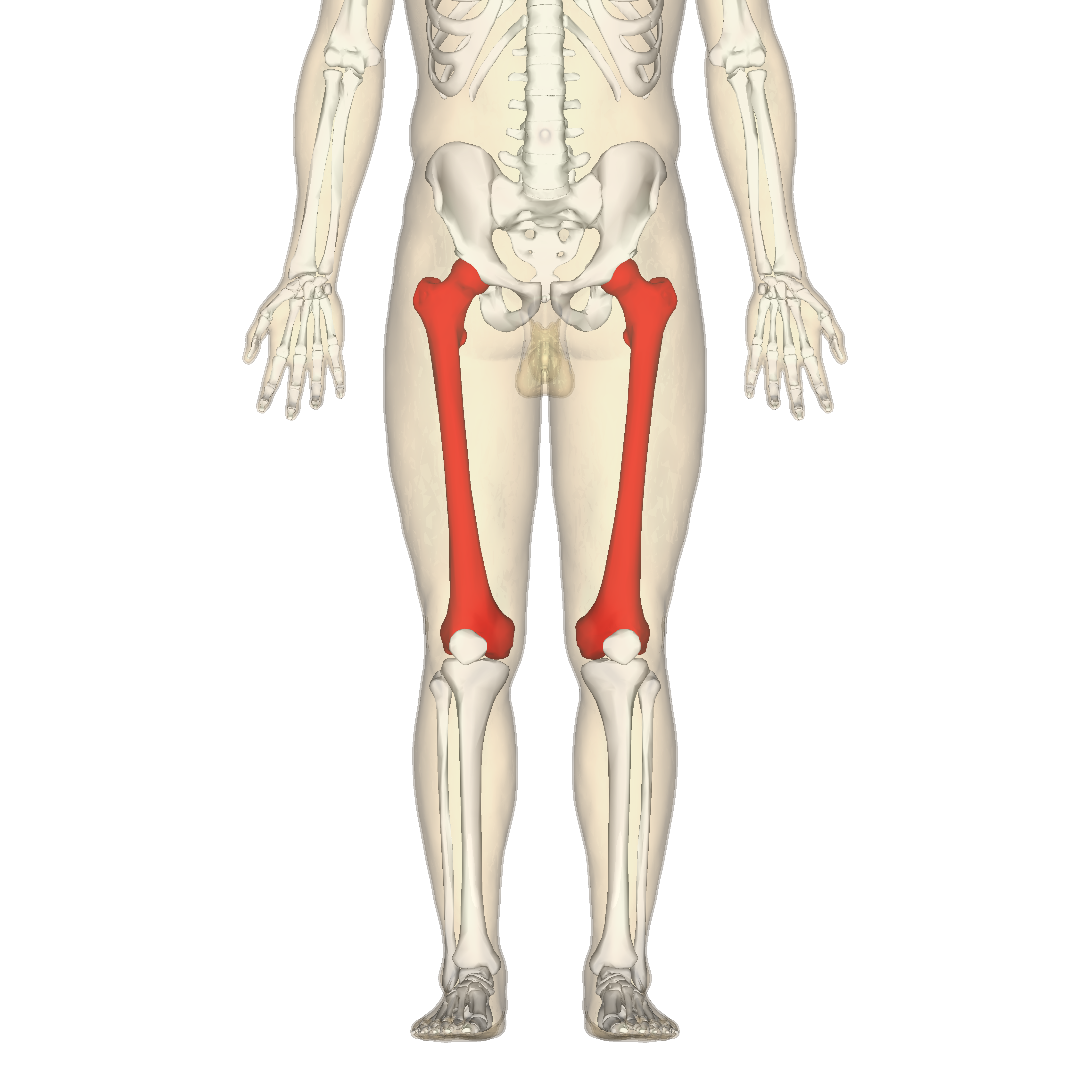 Concept about Femur | CHAPTER 2 | Anatomy and Physiology