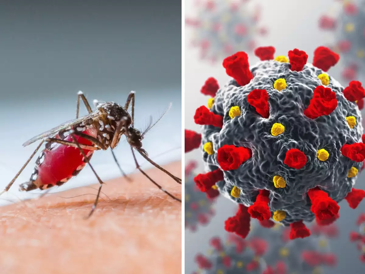 Concept of Dengue | CHAPTER 6 | Pediatric Nursing