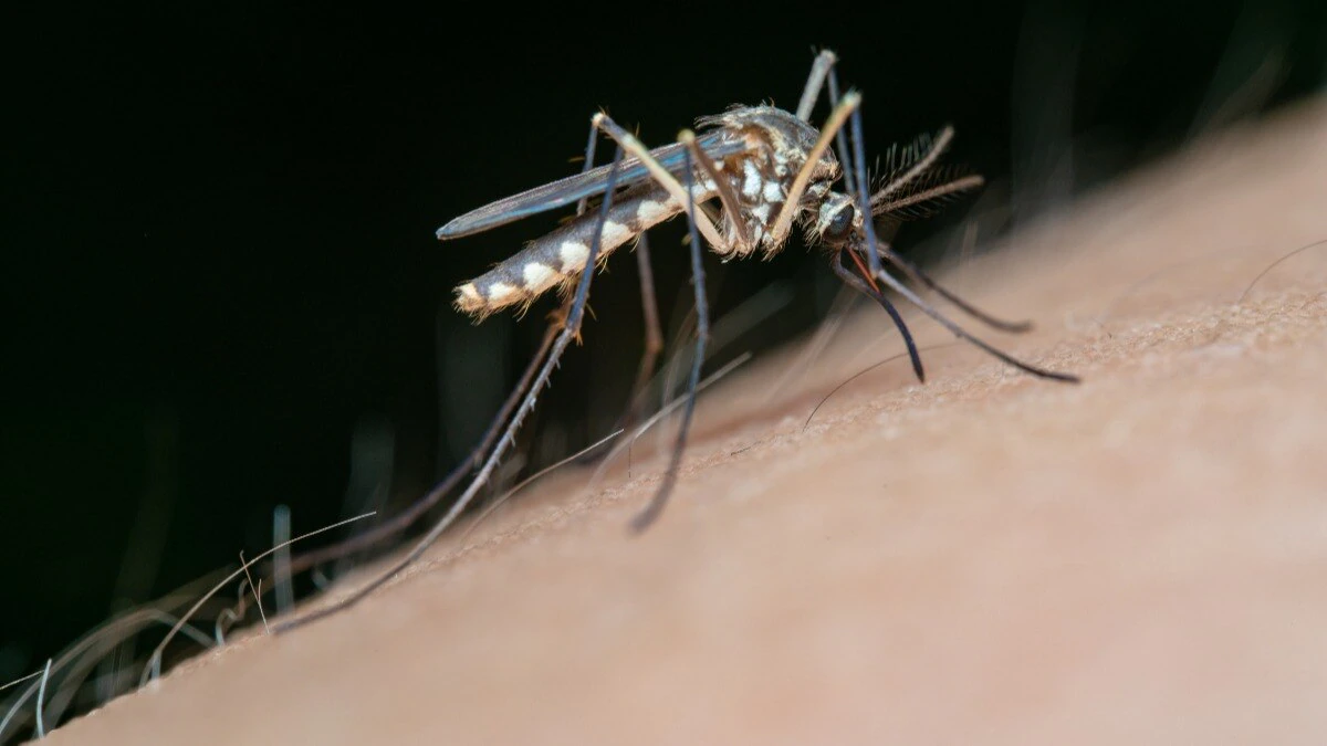 Concept of Dengue | CHAPTER 6 | Pediatric Nursing