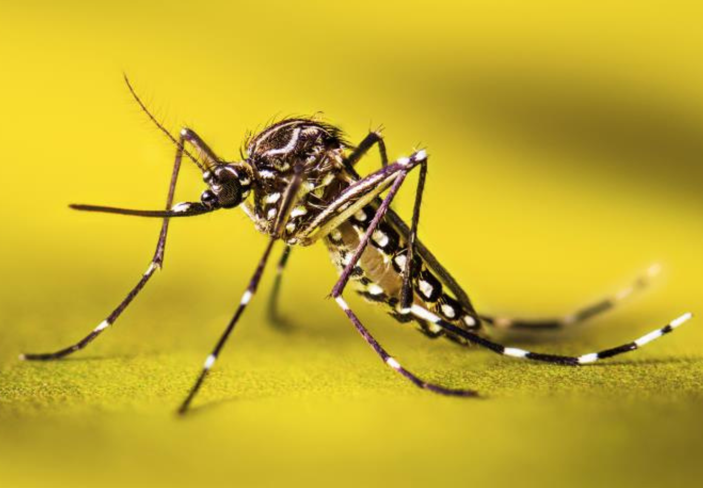 Concept of Dengue | CHAPTER 6 | Pediatric Nursing