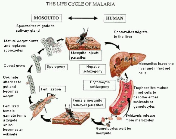 Definition of Malaria | CHAPTER 6 | Pediatric Nursing