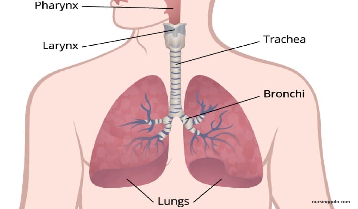 Lung cancer | CHAPTER-12 | Medical and Surgical Nursing