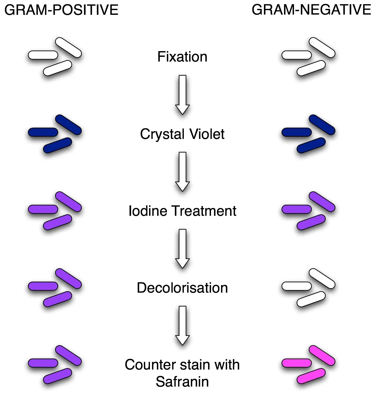 Staining Methods