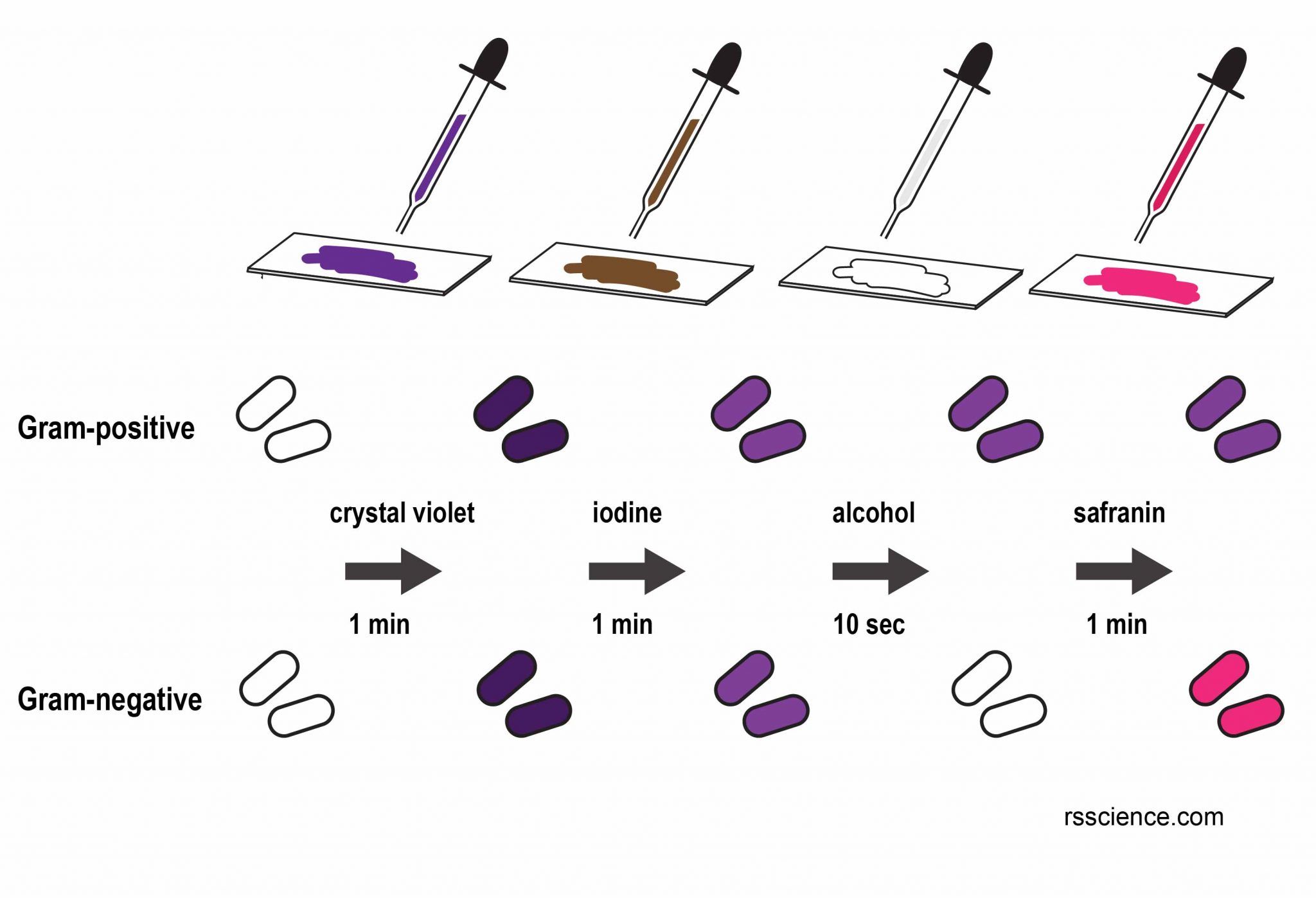 Staining Methods