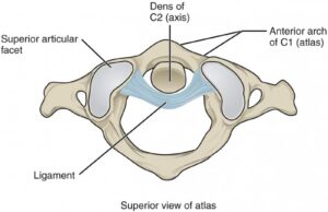 Anatomy of Selected Synovial Joints 5