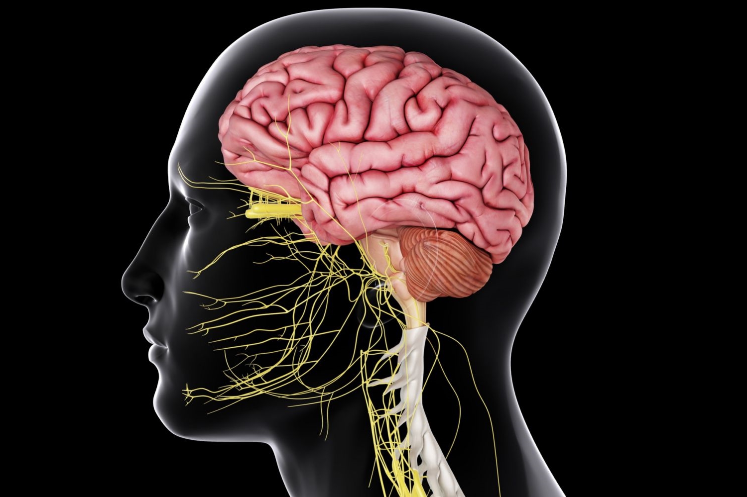 The Cranial Nerve Exam: The Neurological Exam
