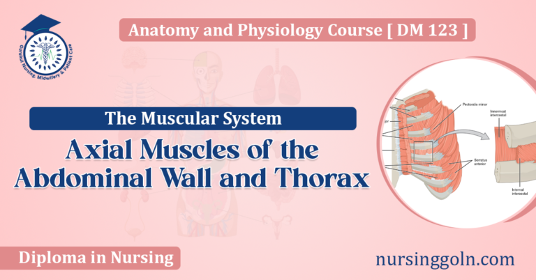 Axial Muscles of the Abdominal Wall and Thorax