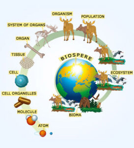 organization of living matters