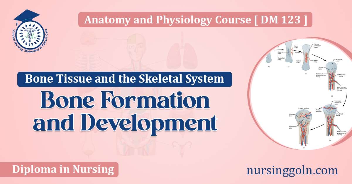 Bone Formation and Development
