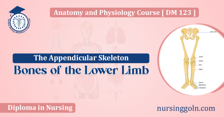 Bones of the Lower Limb