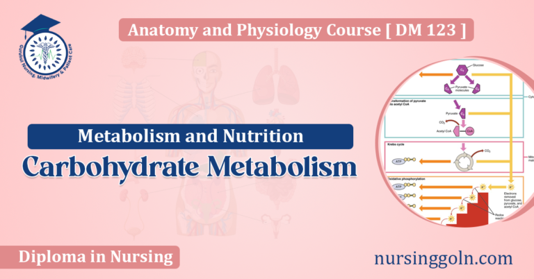 Carbohydrate Metabolism