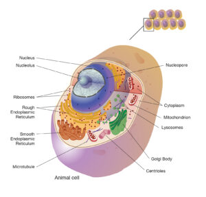 cell reproduction