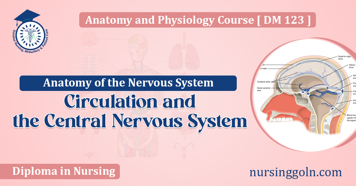Circulation and the Central Nervous System