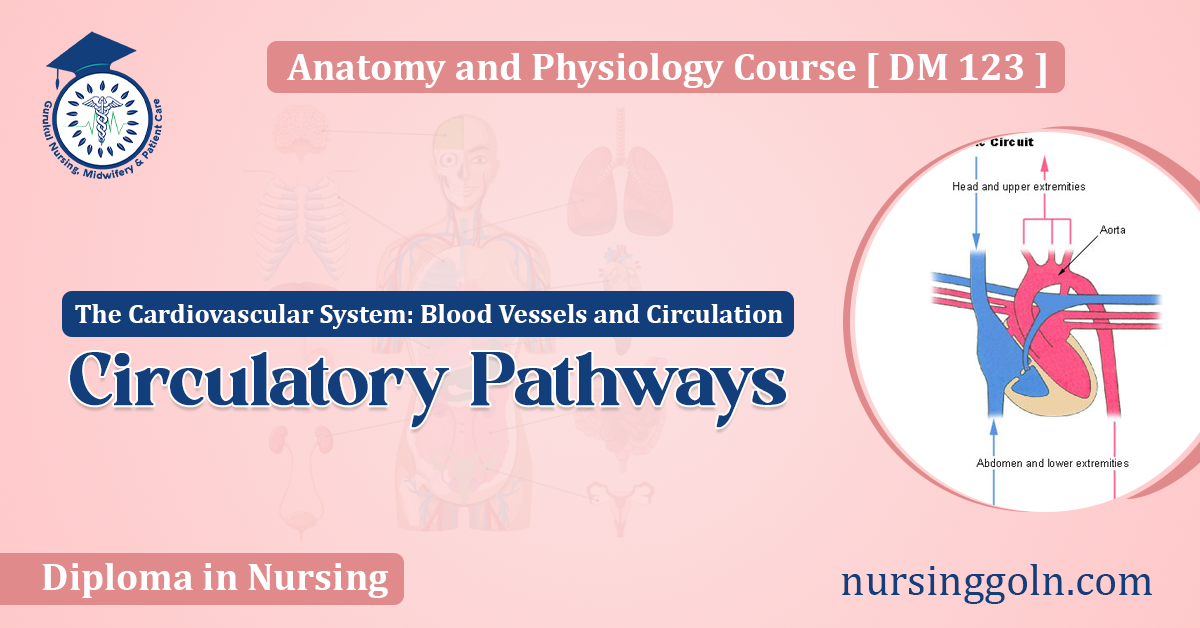 Circulatory Pathways
